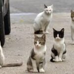 Campagne de stérilisation des chats errants