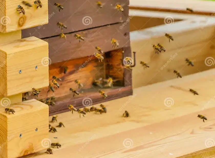 essaim-d-abeilles-sur-macro-ruche-en-bois-protection-symbolique-des-animales-289256111