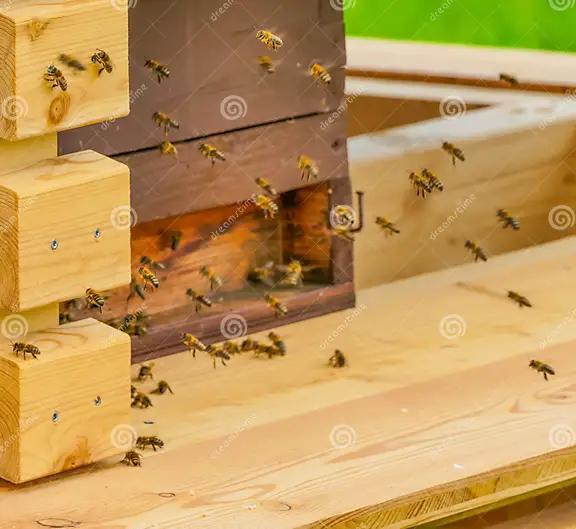 essaim-d-abeilles-sur-macro-ruche-en-bois-protection-symbolique-des-animales-289256111